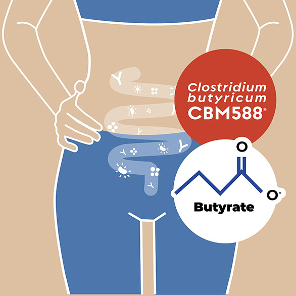 Clostridium butyricum CBM588®: una risorsa di butirrato direttamente dal colon